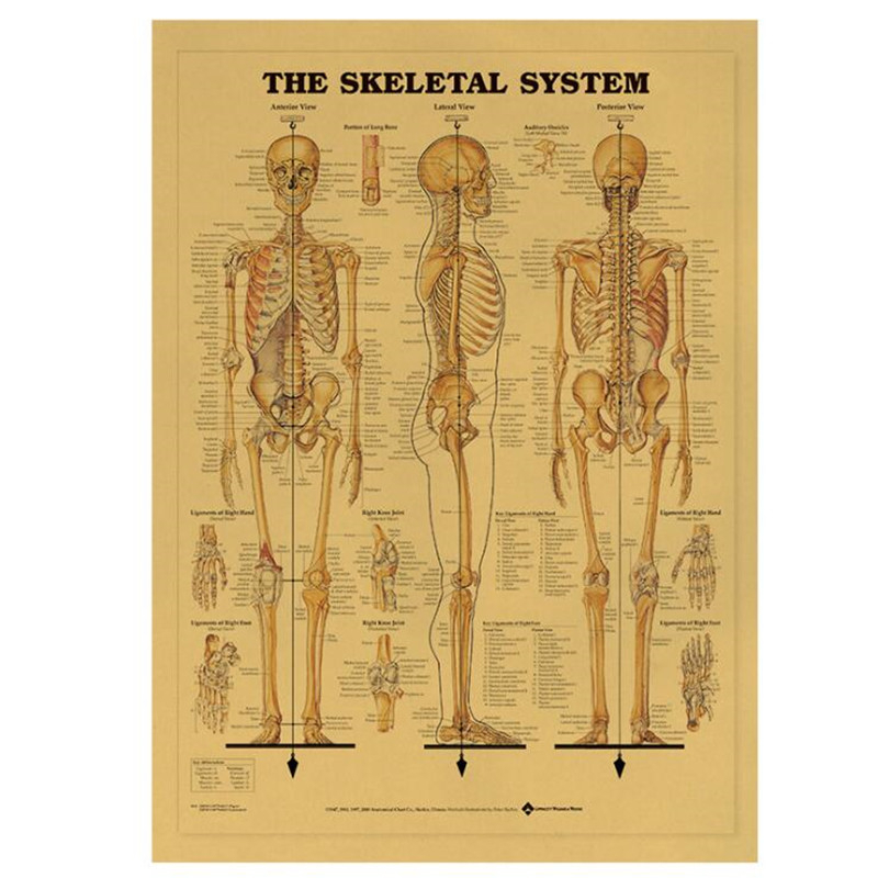 Vintage Fashion Wallpaper - Vintage The Skeletal System Medical Poster